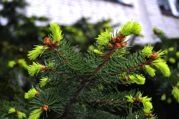 Şehirde yeşil ladin dalları ve külahları var. Noel arkaplanı.