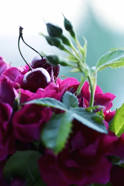 Bahçede güzel pembe bir gül