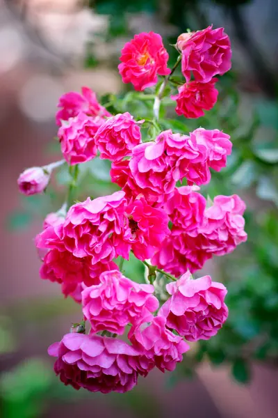 Doğada güzel güller