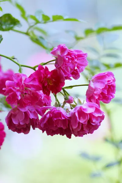 Bahçedeki güzel pembe çiçekler