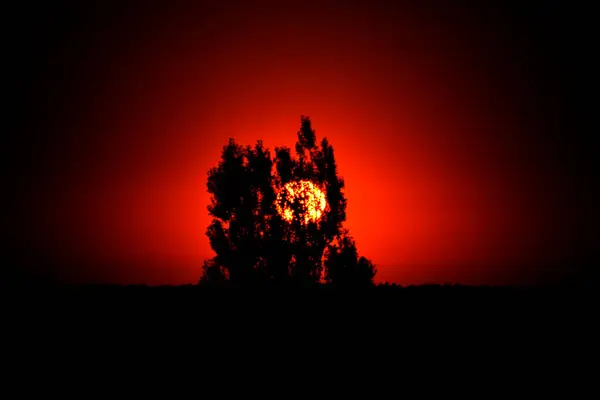 Gün batımının arka planında kırmızı bir ağacın silueti