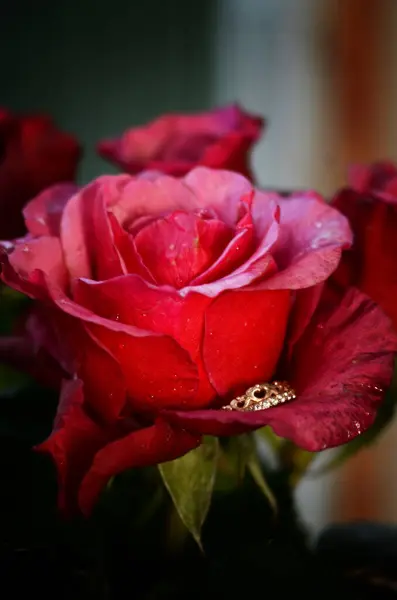 Bahçede güzel kırmızı güller