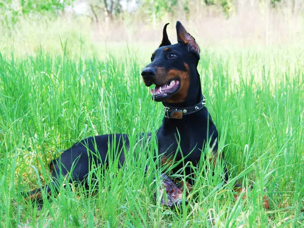 Köpek doğurmak Amerikan Staffordshire Terrier