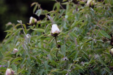 Bahçedeki güzel çiçekler