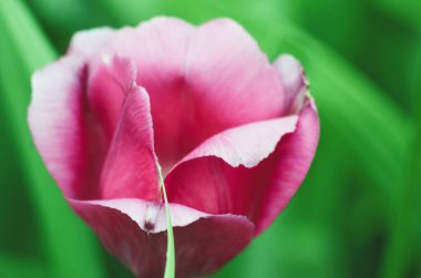 Lale çiçek yakın çekim