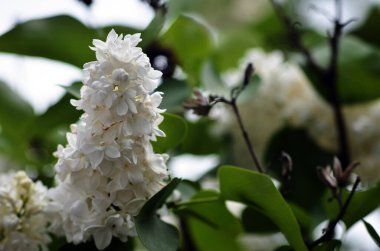 Yeşil arka planda beyaz çiçekler