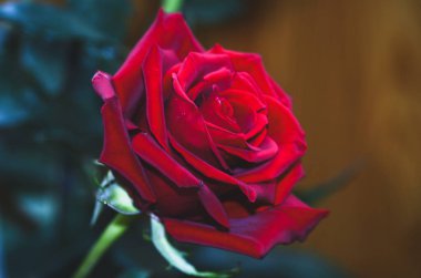 Bahçedeki kırmızı gül