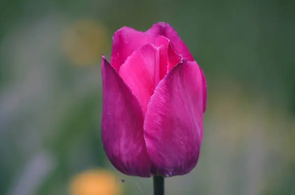 Bahçedeki güzel pembe lale