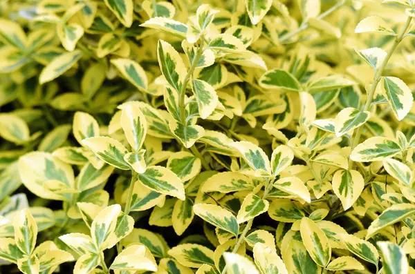 yeşil bitkiler. Yeşil yapraklar. Doğa