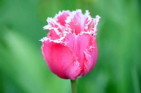 Yeşil çimlerde güzel lale