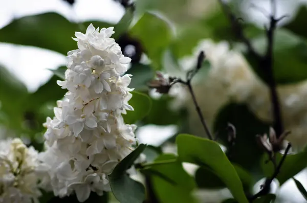 Yeşil arka planda beyaz çiçekler