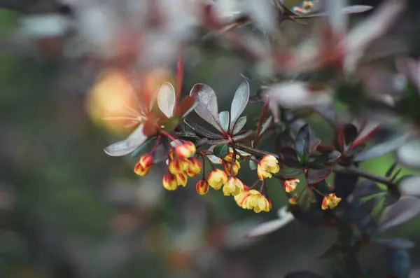 Güzel botanik fotoğrafı, doğal duvar kağıdı.