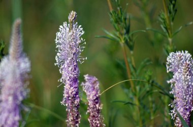 Bahçedeki mor çiçeğe yaklaş.