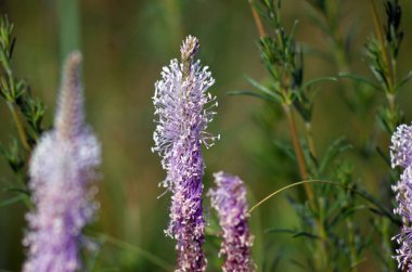 Bahçedeki güzel çiçekler