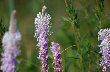 Kapatın güzel çiçekleri