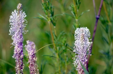 Çimlerin üzerinde güzel bir çiçeğin yakın plan çekimi.