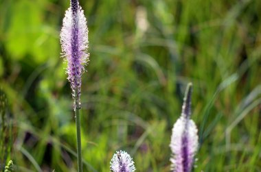 Mor çiçeklerin yakın çekimi.
