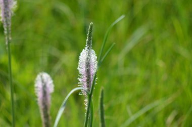 Bahçedeki yeşil çimenler ve çiçekler