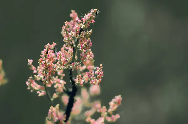 Güzel botanik fotoğrafı, doğal duvar kağıdı.