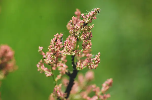 Açık havada yetişen güzel çiçeklere yakın.