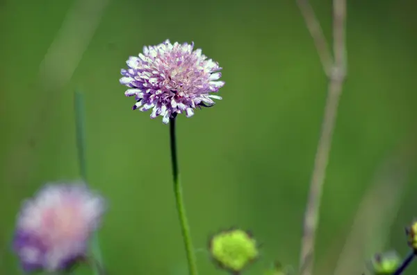 Güzel botanik fotoğrafı, doğal duvar kağıdı.
