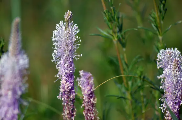 Bahçedeki mor çiçeğe yaklaş.
