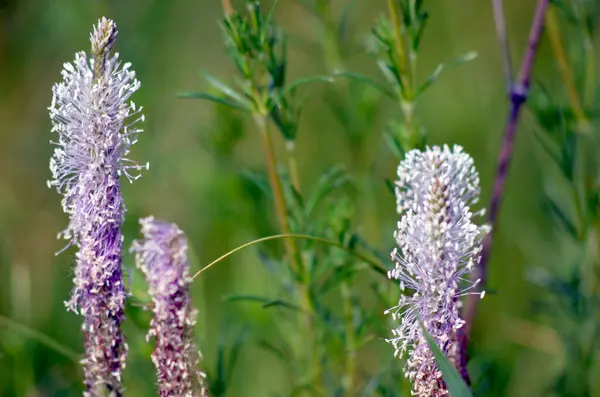 Çimlerin üzerinde güzel bir çiçeğin yakın plan çekimi.