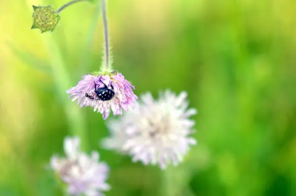 Bahçedeki güzel mor çiçekler
