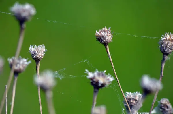 Çayırda bir örümcek ağı