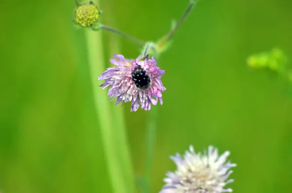 Bahçedeki güzel mor çiçekler
