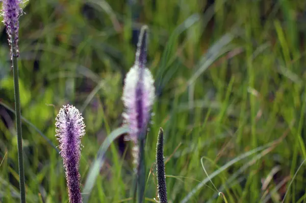 Güzel botanik fotoğrafı, doğal duvar kağıdı.
