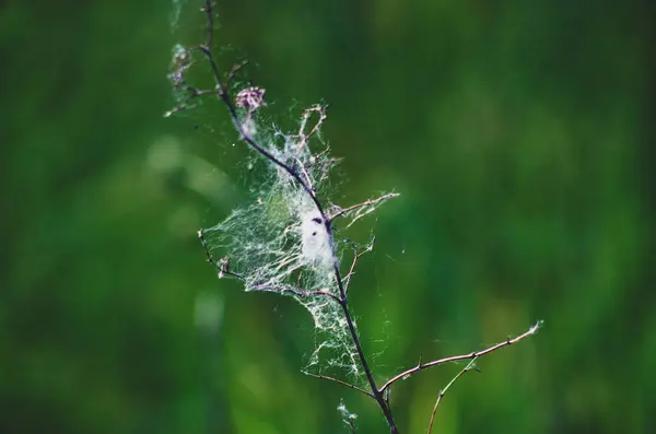 Çiy damlalı örümcek ağı