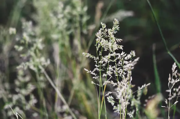Çiçeklerle çimleri kapatın.