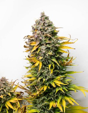 Kenevir kafa yakın plan. Beyaz arka planda koca kafalı bir tomurcuk. Olgun marihuana bitkisi hasat için hazır. Yapraklar renkli yeşil ve sarıdır, görünür üç parçalı..