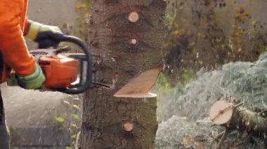DRESDEN, Almanya - 25. Kasım 2023: Ağaç kesen oduncu. Profesyonel ekipmanla bir ağacı deviren adam. Ağaç gövdesindeki elektrikli testereyi çıkarmak için yakın plan..