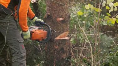 DRESDEN, Almanya - 25. Kasım 2023: Oduncunun profesyonel ekipmanla bir ağacı kesmesi. Ağaç gövdesindeki elektrikli testereyi çıkarmak için yakın plan. Ahşap malzemesi topluyorum..