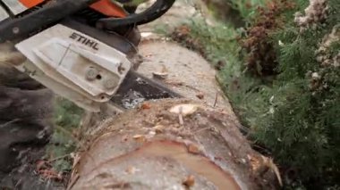 DRESDEN, Almanya - 25. Kasım 2023: Yalancı bir ağaç gövdesindeki bir oduncunun elektrikli testeresi odunları dilimliyor. Profesyonel işçi ahşap malzemeler topluyor ve testere kullanıyor..