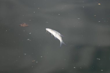 Suda yüzen ölü tatlı su çamı. Avrupa 'da bir gölde gümüş pullu genç bir balık. Ekosistemdeki çevresel sorun.