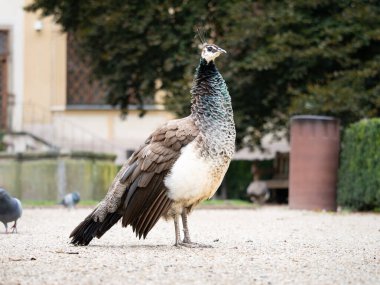 Prag, Çek Cumhuriyeti 'nde bir parkta duran Peahen (Pavo cristatus). Kahverengi tüyleri olan güzel bir kuş. Zarif dişi hayvan bir cazibedir.