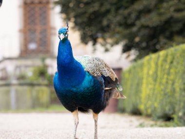 Çek Cumhuriyeti 'nin Prag kentinde bir parkta duran Peacock (Pavo cristatus). Mavi tüylü güzel bir kuş. Zarif erkek hayvan bir cazibedir.