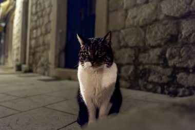 Stari Grad sokaklarında dost canlısı bir kedi.