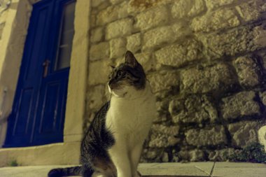 Stari Grad 'ın sokağında kedi poz veriyor.