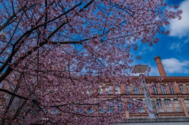 Finlandiya, Tampere 'de pembe kiraz çiçekleri
