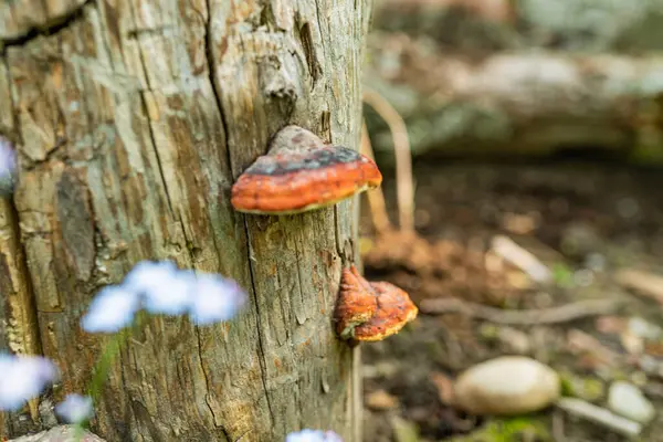 Finlandiya 'da ağaç gövdesinde yetişen turuncu çoklu gözenekler