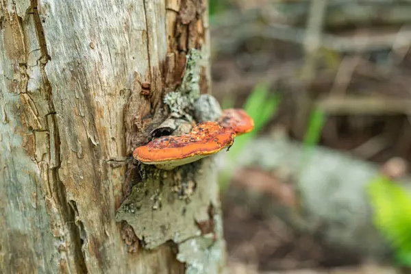 Tampere Finlandiya 'da ağaç gövdesinde yetişen turuncu çoklu gözenek