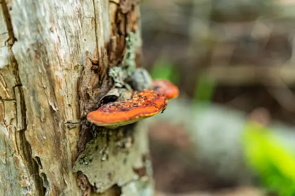 Tampere Finlandiya 'da ağaç gövdesinde yetişen turuncu conk