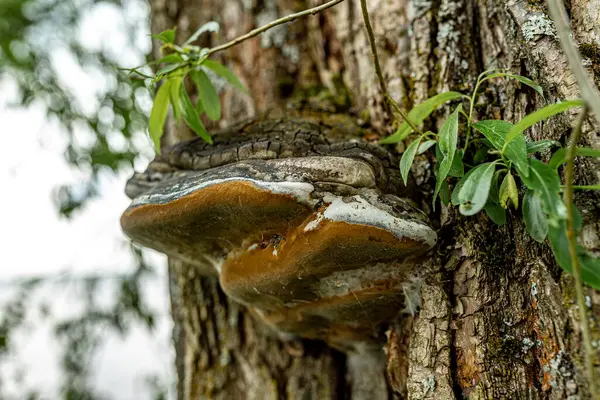 Tampere 'deki beyaz söğüt ağacında büyüyen parlak mantar.