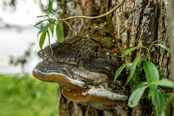 Tampere 'deki gümüş söğüt ağacında büyüyen parlak mantar.