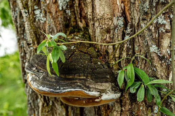 Tampere 'de gümüş bir söğüt ağacının gövdesinde büyüyen Conk
