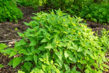 Finlandiya 'da ısırgan otlarının yeşil rengi